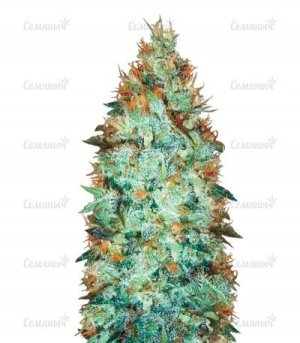 sort_Original_Limonade_Skunk.jpg sort_Original_Limonade_Skunk.jpg