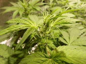 Gorilla Glue Auto от FastBuds