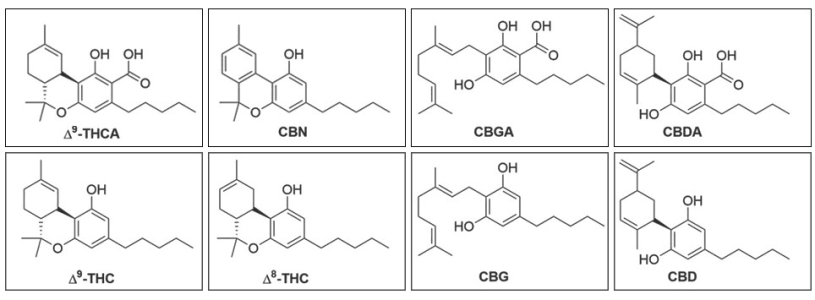 Каннабиноиды конопли