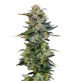 1731690033303.png 1731690033303.png