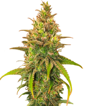 1741195892458.png 1741195892458.png