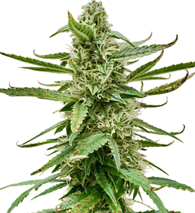 1745941918949.png 1745941918949.png