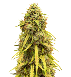 1746012580216.png 1746012580216.png