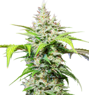 1750769109917.png 1750769109917.png