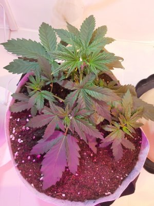 20220507_071528.jpg 20220507_071528.jpg