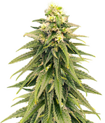 1763739303882.png 1763739303882.png