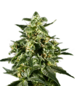 1764506450519.png 1764506450519.png