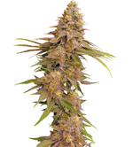 1764600907911.png 1764600907911.png