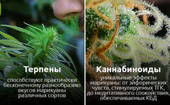 razlichiya-terpenov-i-kannabinoidov__1qjXCqbnDisyED78.jpg