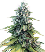 1765108371294.png 1765108371294.png