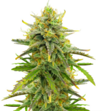 1766214543335.png 1766214543335.png