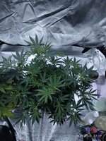 IMG_20260128_222726.jpg IMG_20260128_222726.jpg