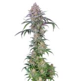 1771482469982.png 1771482469982.png