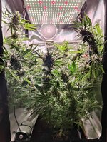 Day 113 (23.02).jpg.jpg