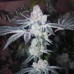 IMG_0621.jpeg IMG_0621.jpeg