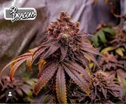 IMG_1069.jpeg IMG_1069.jpeg