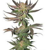 1773677661760.png 1773677661760.png