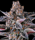 1773998745537.png 1773998745537.png