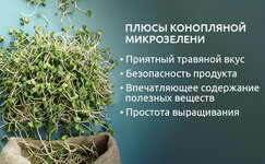 V-chem-polza-mikrozeleni-iz-konopli__0rPzKIuH81H7Z9oM.jpg