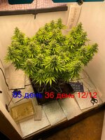 Большой синий Папка  5.0