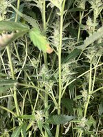 11 — копия.jpg