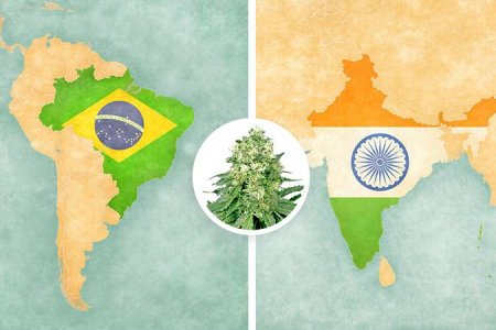 Сорт травы Белая Вдова