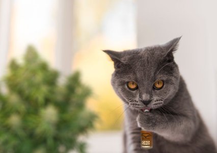 фото7.jpg фото7.jpg