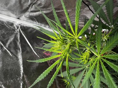 81DF48DA-375F-42CE-A7BD-0DF49FCDAC9A.jpeg 81DF48DA-375F-42CE-A7BD-0DF49FCDAC9A.jpeg