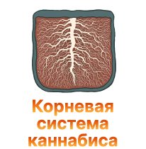 41-Kornevaya sistema kannabisa-100.jpg