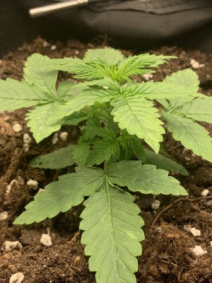 F758296A-5F20-43A9-86CF-F52D7E5326C8.jpeg F758296A-5F20-43A9-86CF-F52D7E5326C8.jpeg