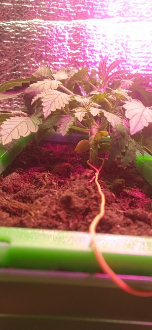 IMG_20220906_234759_1.jpg IMG_20220906_234759_1.jpg