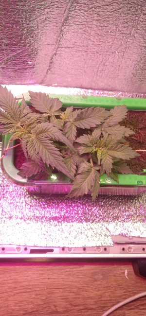 IMG_20220909_215255_1.jpg IMG_20220909_215255_1.jpg