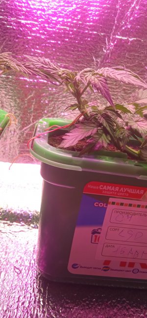 IMG_20220909_215317.jpg IMG_20220909_215317.jpg