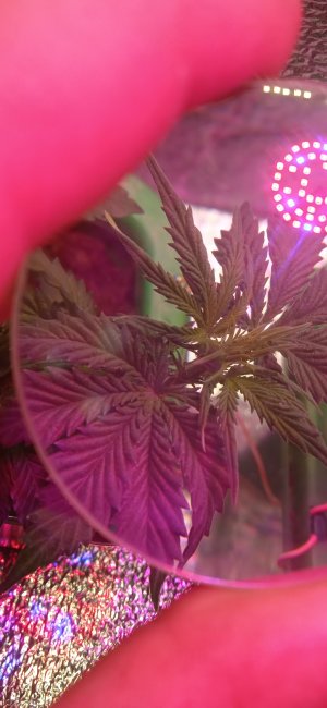 IMG_20220909_215643.jpg IMG_20220909_215643.jpg