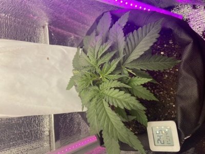 95674DA8-8A39-4067-B499-29B9C0C816D5.jpeg 95674DA8-8A39-4067-B499-29B9C0C816D5.jpeg