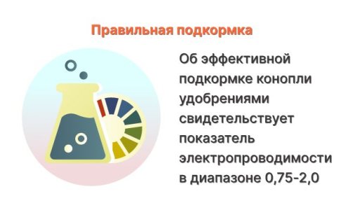 Неправильная подкормка конопли