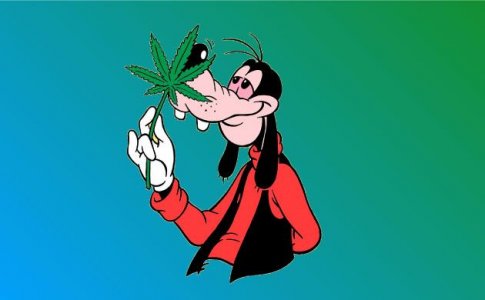 Мирцен – терпены конопли