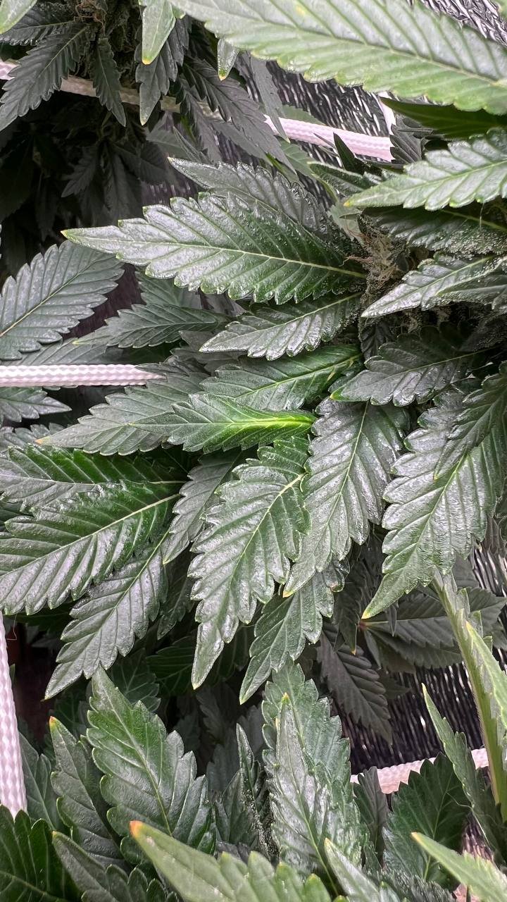 IMG_20221214_124747_308.jpg IMG_20221214_124747_308.jpg