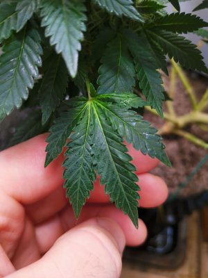 IMG_20221214_124341.jpg IMG_20221214_124341.jpg