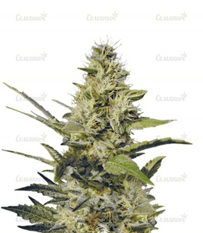 1626866626322.png 1626866626322.png