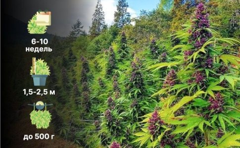 Особенности конопли Индика