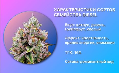 4-Osnovnye-kharakteristiki-sortov-konopli-Diesel.jpg