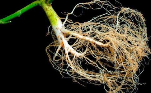Развитие корневой системы