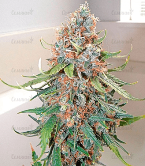 1636795791210.png 1636795791210.png