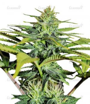 sort-gg4-sherbet.jpg