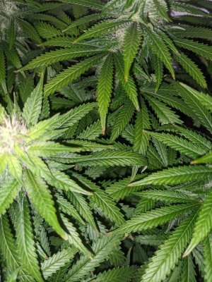 PXL_20230903_204230230.jpg PXL_20230903_204230230.jpg