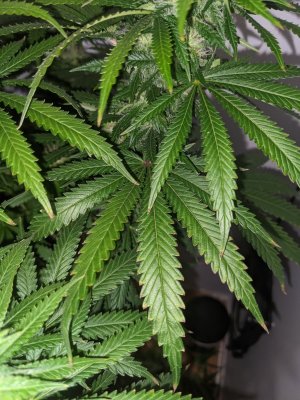 PXL_20230903_204208189.jpg PXL_20230903_204208189.jpg