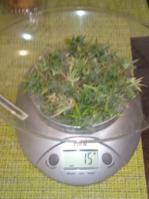 89 дн_трим.jpg