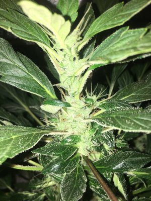 0582E508-1C68-411A-8084-80FD8BB65A3D.jpeg 0582E508-1C68-411A-8084-80FD8BB65A3D.jpeg