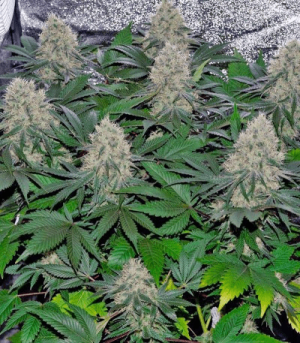 1643119893066.png 1643119893066.png